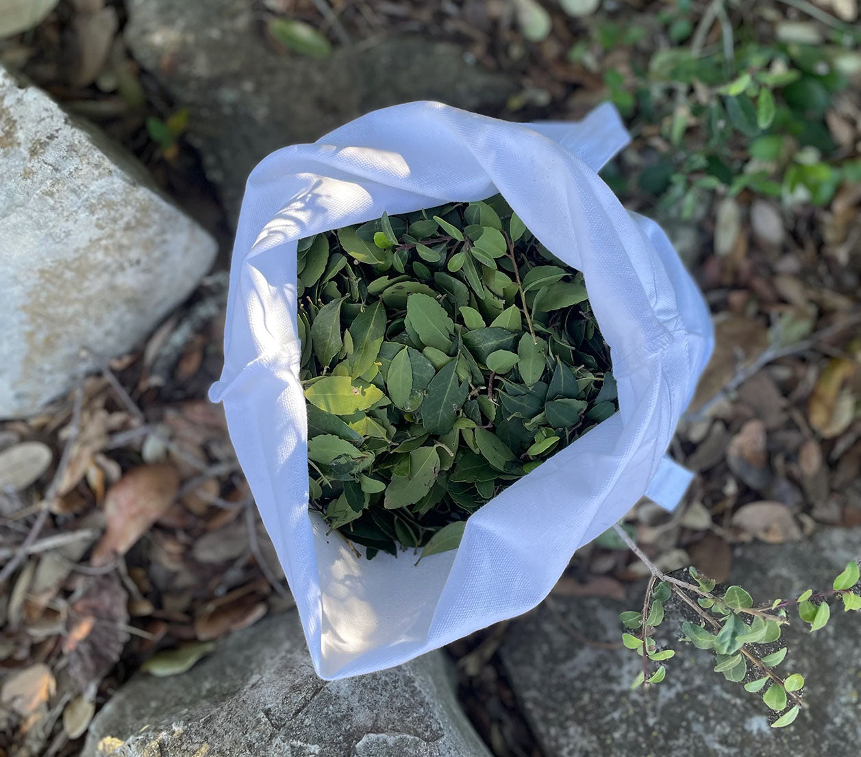 Loose Leaf Yaupon Tea